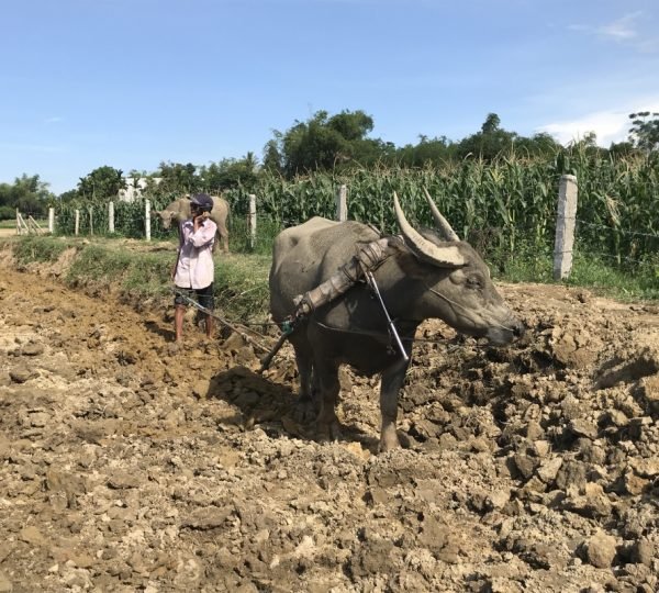 Hoi An Rural Experience Cycling Tour
